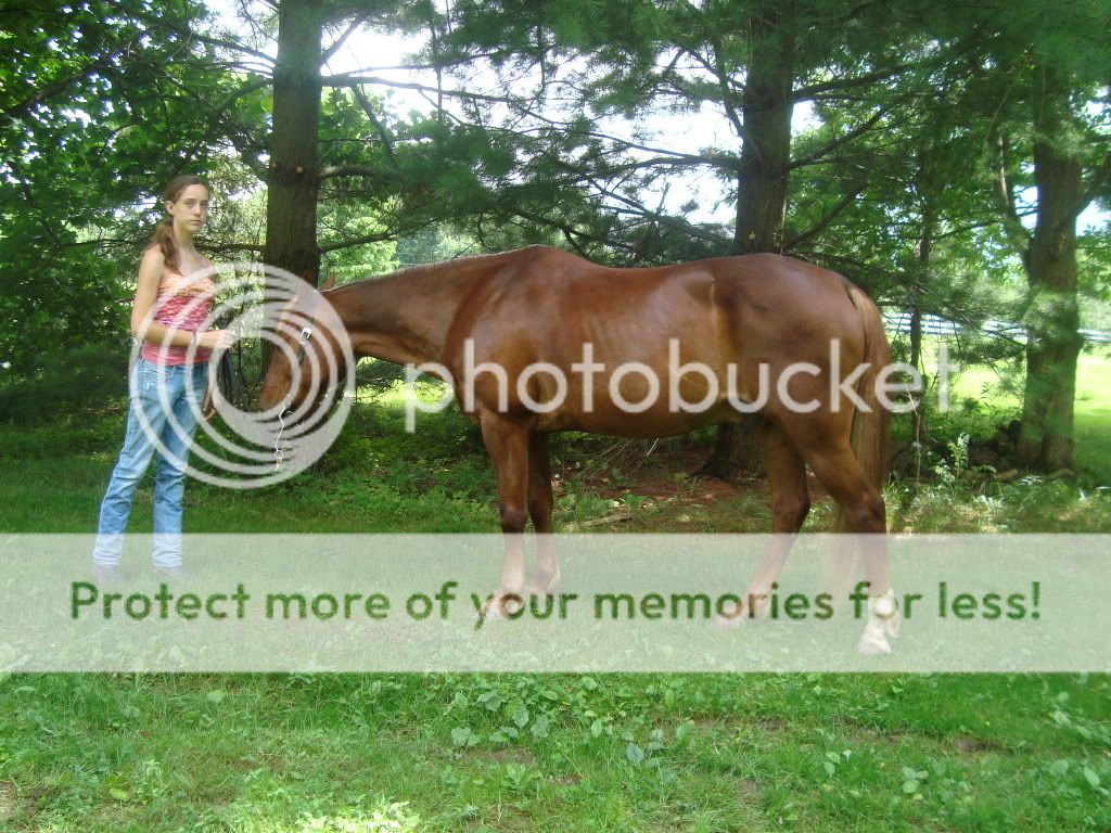 Halter Class material? Patterns? The Horse Forum